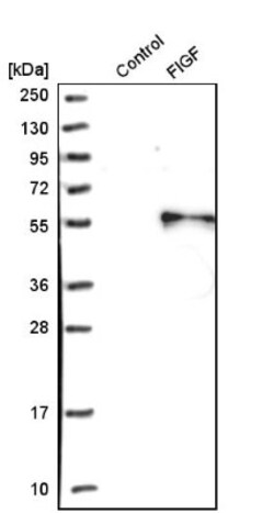 LMCD1 Antibody, Novus Biologicals:Antibodies:Primary Antibodies